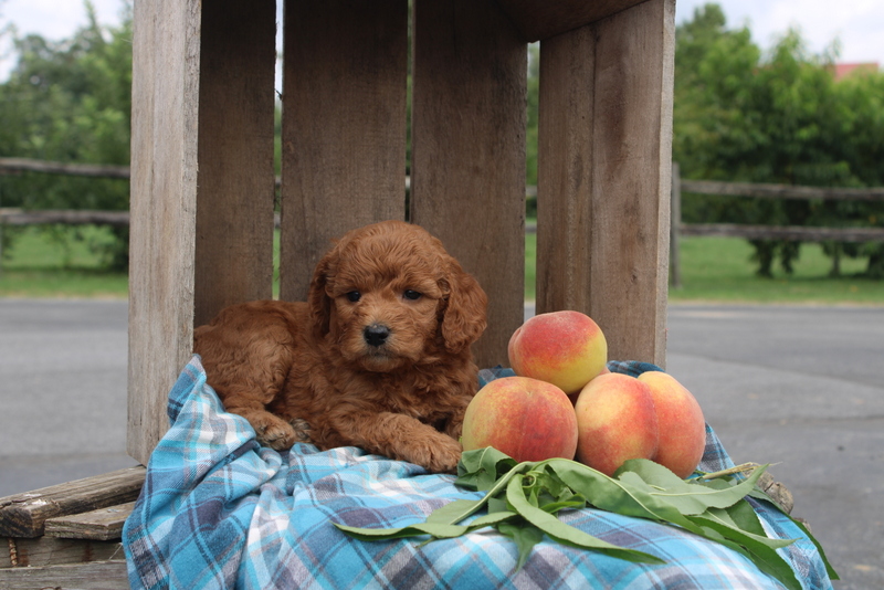 puppy, for, sale, Mini Goldendoodle F2, Matthew B. Stoltzfus, dog, breeder, Gap, PA, dog-breeder, puppy-for-sale, forsale, nearby, find, puppyfind, locator, puppylocator, aca